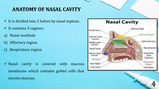 ANATOMY OF NASAL CAVITY
4
 It is divided into 2 halves by nasal septum.
 It contains 3 regions:
a) Nasal vestibule
b) Olfactory region
c) Respiratory region
 Nasal cavity is covered with mucous
membrane which contains goblet cells that
secrets mucous.
 