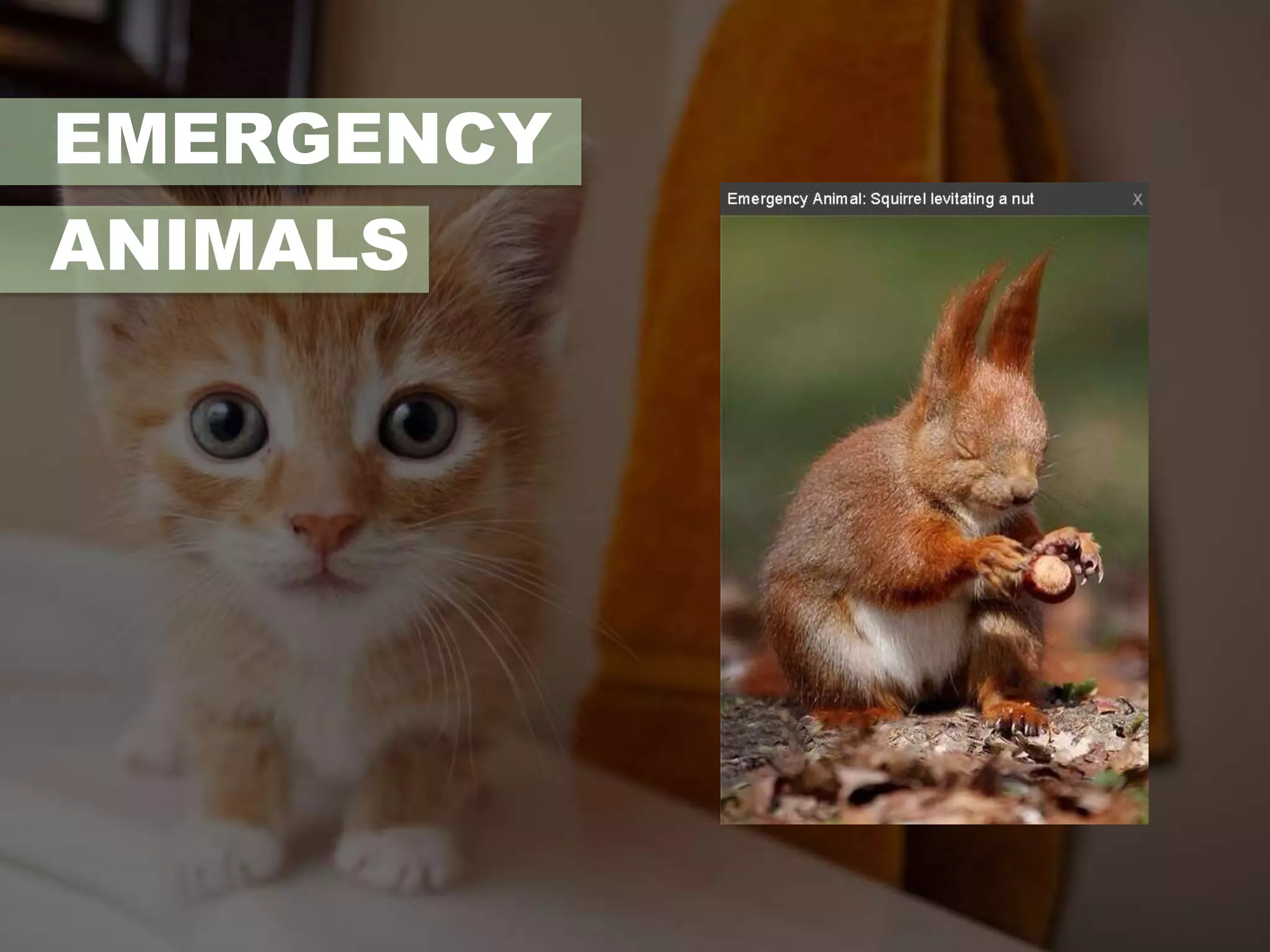 EMERGENCY 
ANIMALS 
 