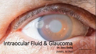 Intraocular Fluid & Glaucoma
Dr. Sara Sadiq
(MBBS, M.Phil)
 
