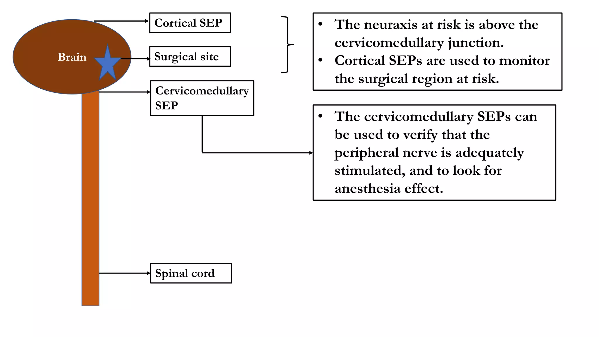 Brain
Cortical SEP
Cervicomedullary
SEP
Surgical site
Spinal cord
• The cervicomedullary SEPs can
be used to verify that the
peripheral nerve is adequately
stimulated, and to look for
anesthesia effect.
• The neuraxis at risk is above the
cervicomedullary junction.
• Cortical SEPs are used to monitor
the surgical region at risk.
 
