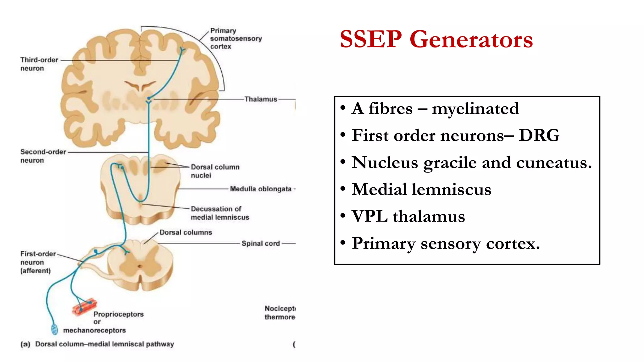 SSEP Generators
• A fibres – myelinated
• First order neurons– DRG
• Nucleus gracile and cuneatus.
• Medial lemniscus
• VPL thalamus
• Primary sensory cortex.
 