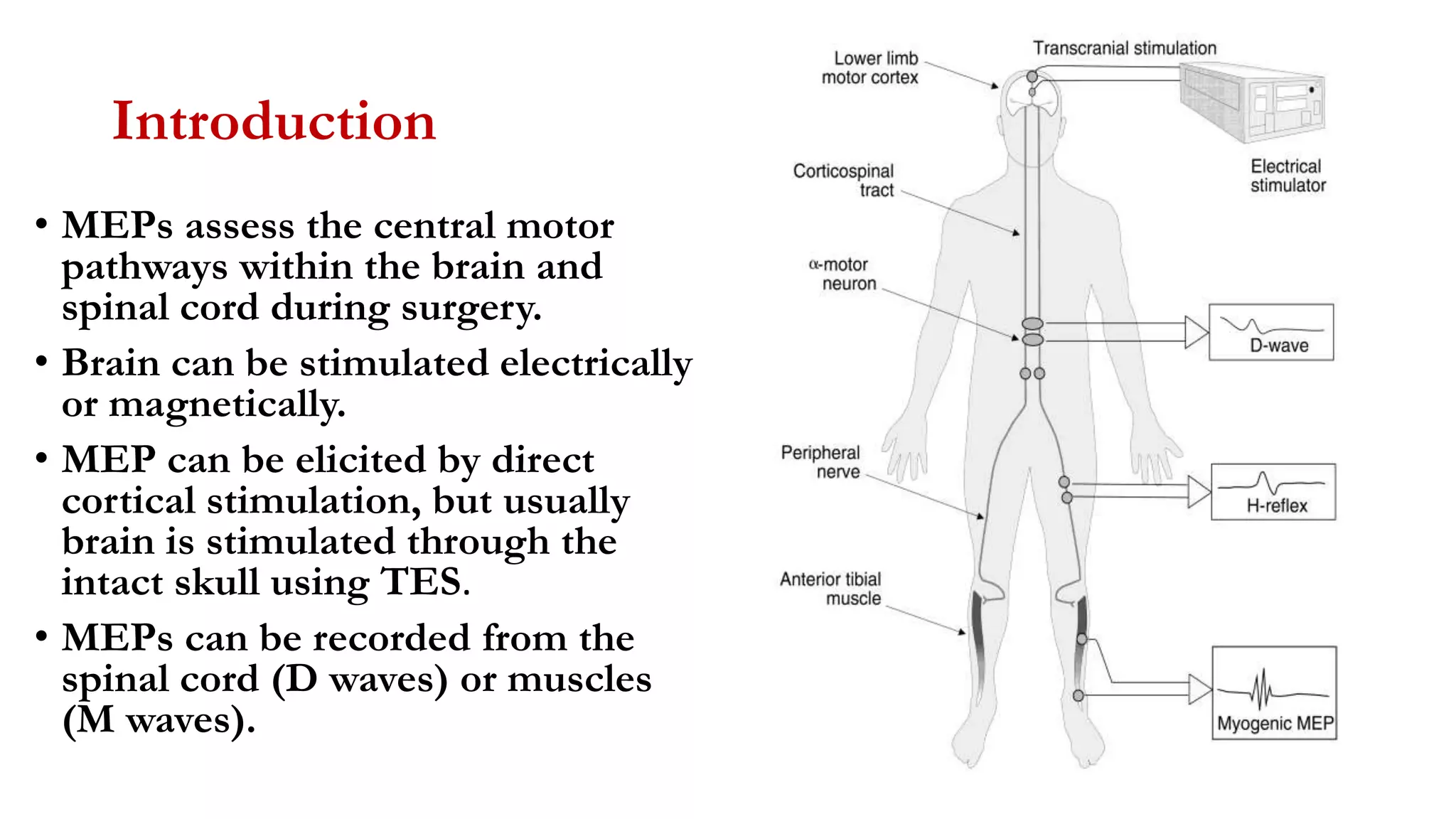 Introduction
• MEPs assess the central motor
pathways within the brain and
spinal cord during surgery.
• Brain can be stimulated electrically
or magnetically.
• MEP can be elicited by direct
cortical stimulation, but usually
brain is stimulated through the
intact skull using TES.
• MEPs can be recorded from the
spinal cord (D waves) or muscles
(M waves).
 