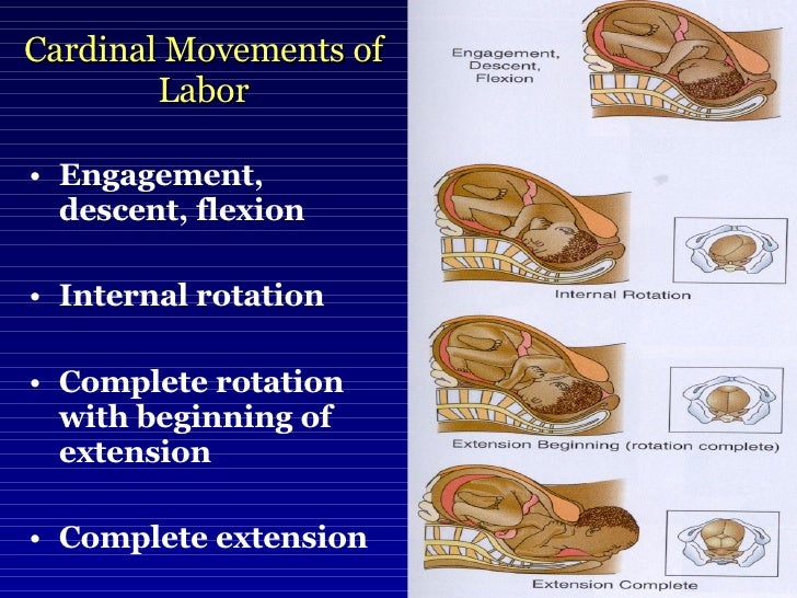 cardinal movements of labor