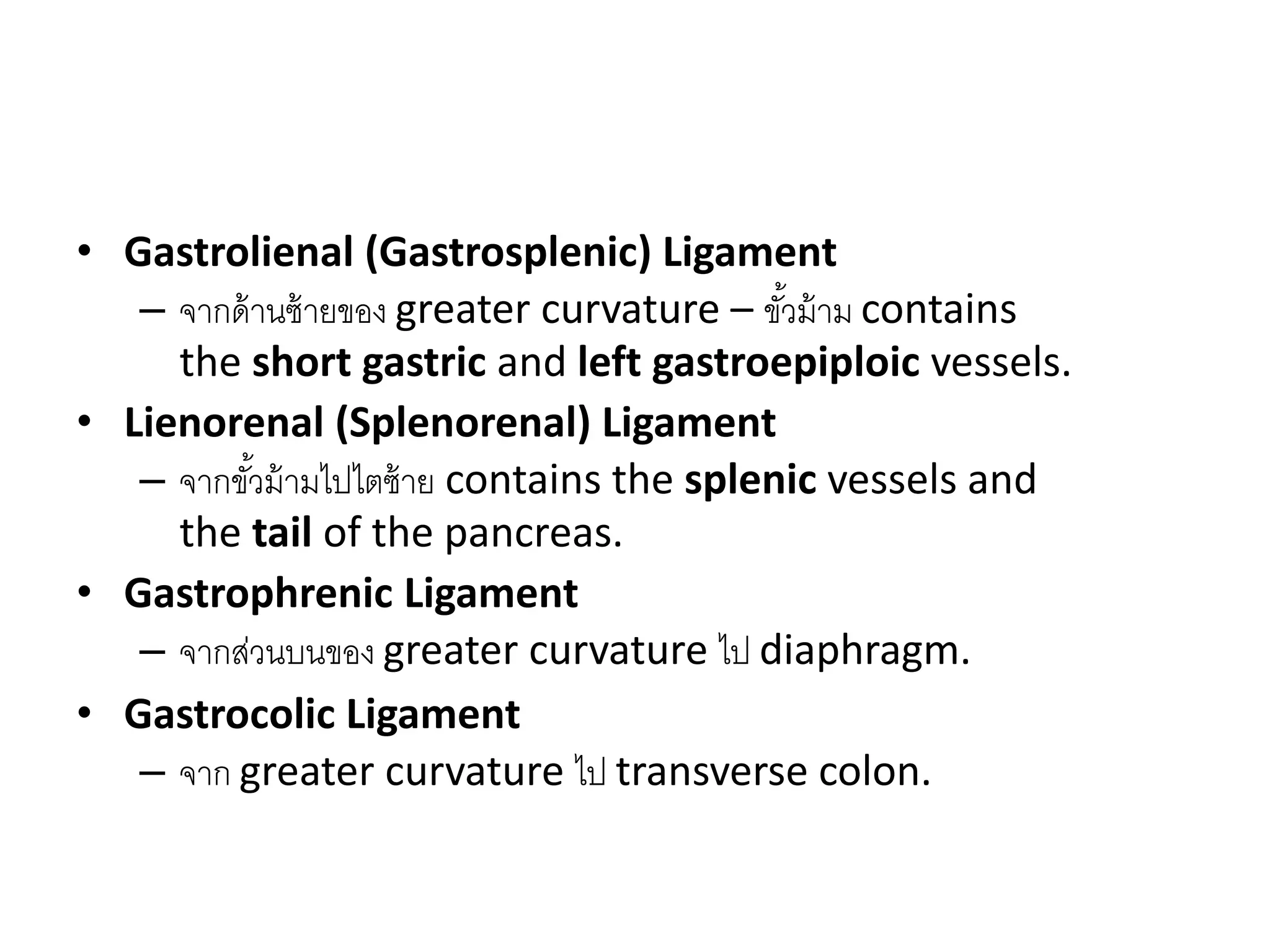 • Gastrolienal (Gastrosplenic) Ligament
– จากด้านซ้ายของ greater curvature – ขั้วม้าม contains
the short gastric and left gastroepiploic vessels.
• Lienorenal (Splenorenal) Ligament
– จากขั้วม้ามไปไตซ้าย contains the splenic vessels and
the tail of the pancreas.
• Gastrophrenic Ligament
– จากส่วนบนของ greater curvature ไป diaphragm.
• Gastrocolic Ligament
– จาก greater curvature ไป transverse colon.
 