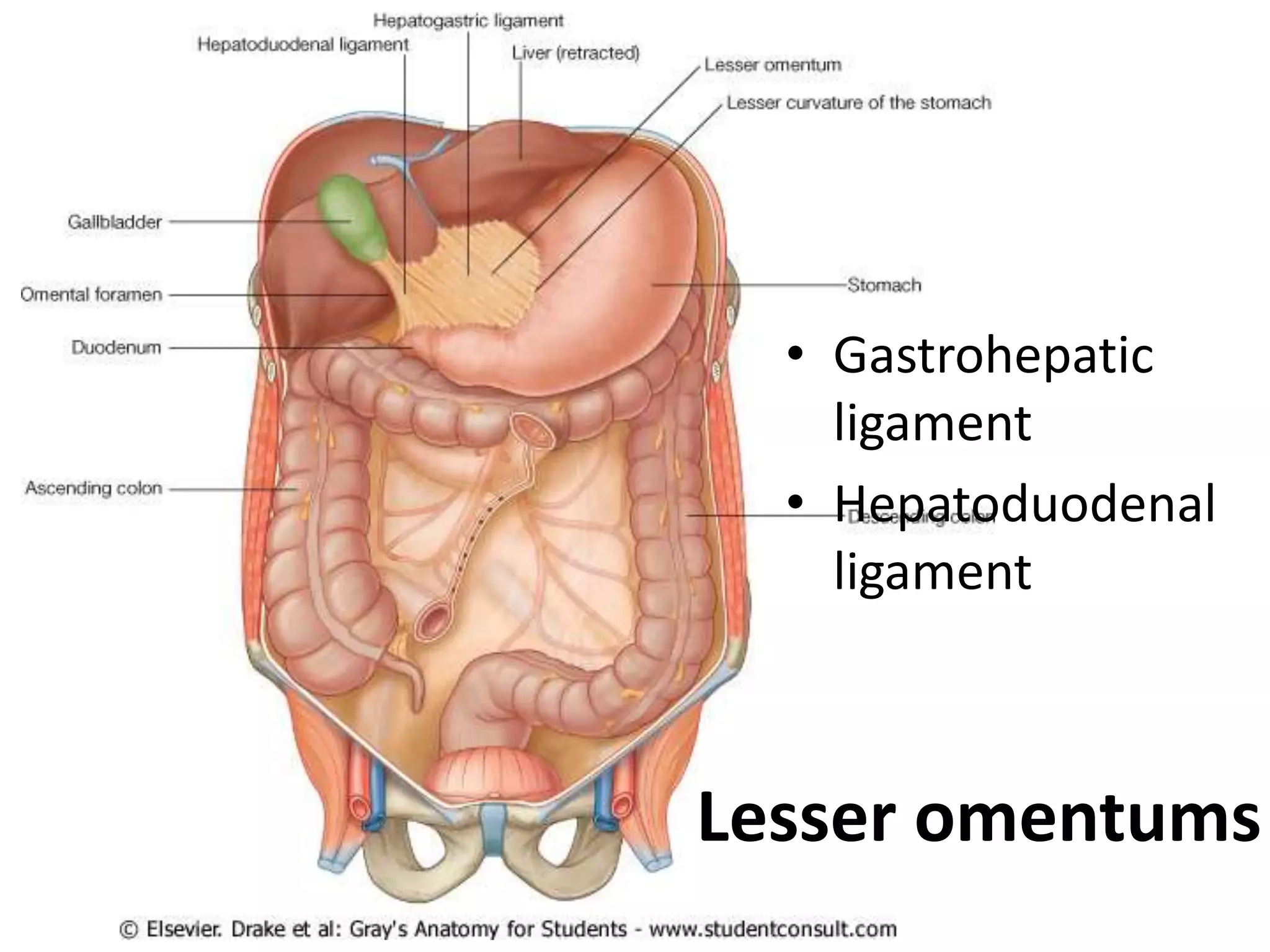 Lesser omentums
• Gastrohepatic
ligament
• Hepatoduodenal
ligament
 