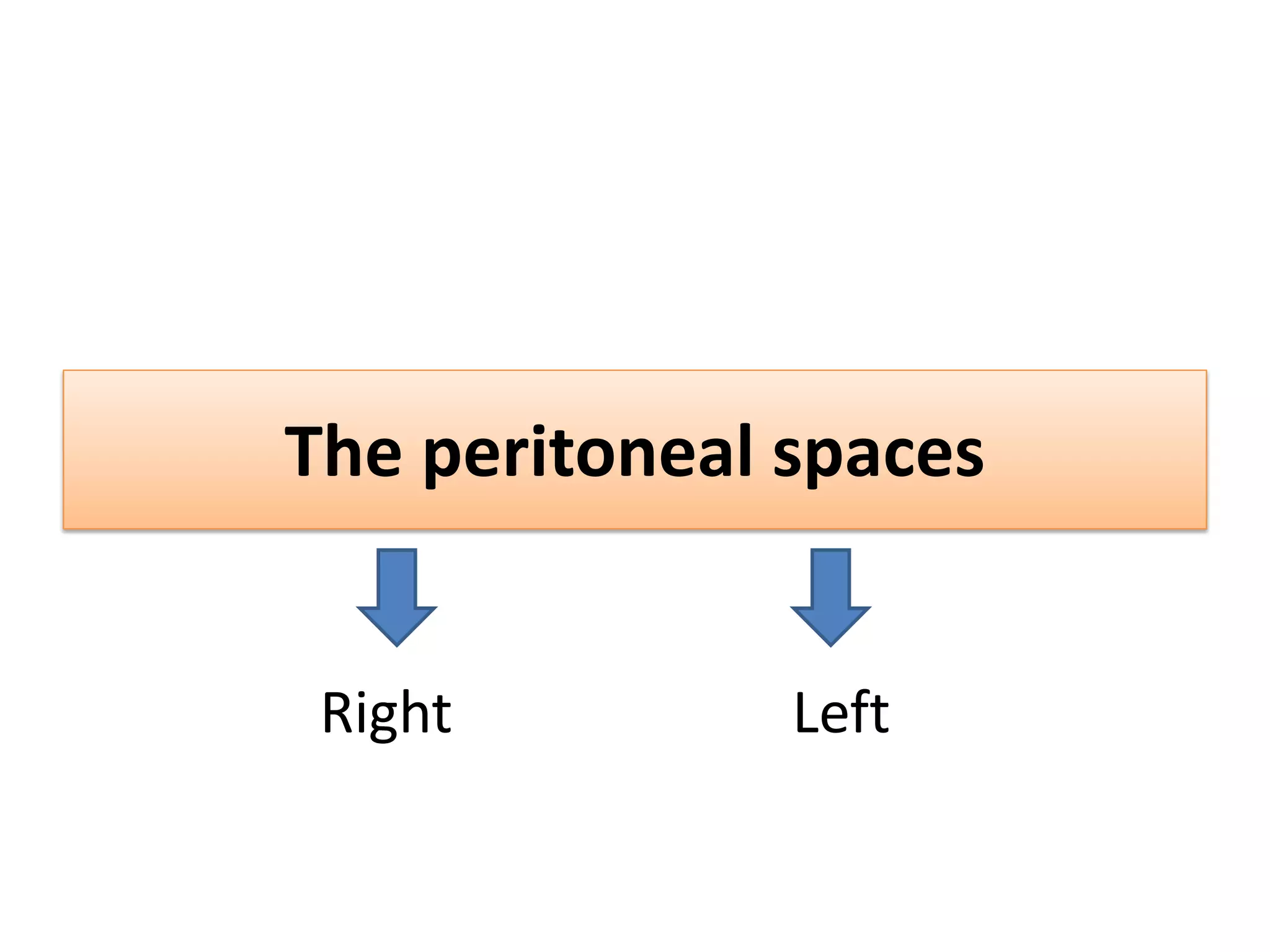 The peritoneal spaces
Right Left
 