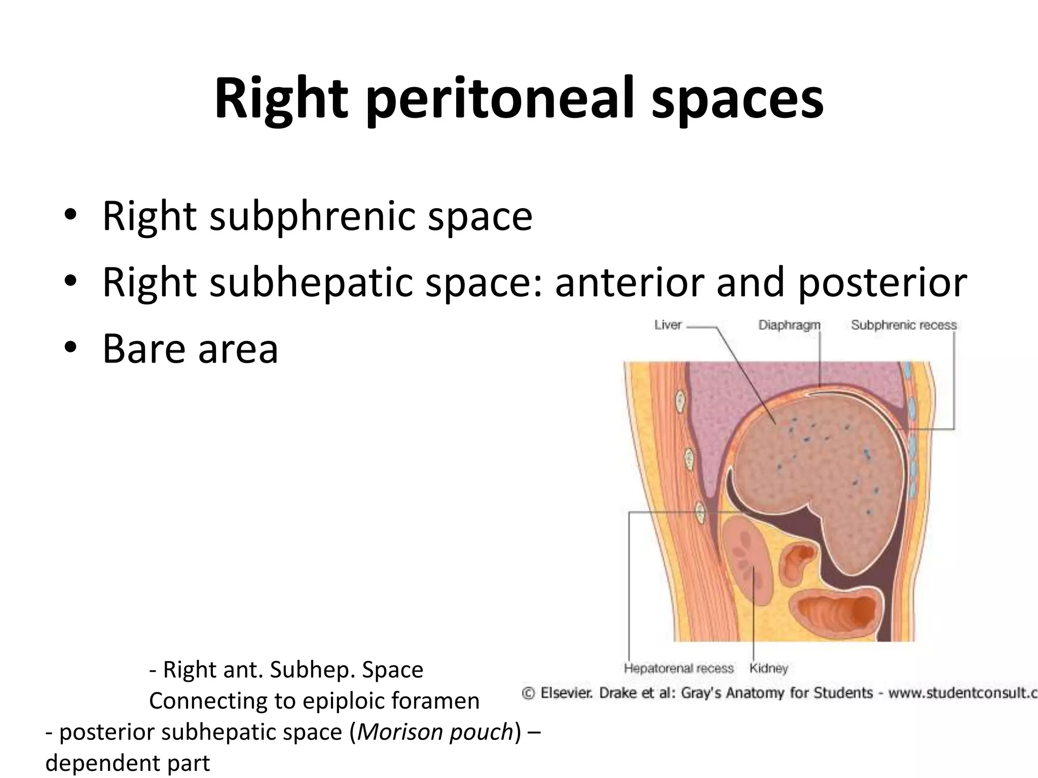 Right peritoneal spaces
• Right subphrenic space
• Right subhepatic space: anterior and posterior
• Bare area
- Right ant. Subhep. Space
Connecting to epiploic foramen
- posterior subhepatic space (Morison pouch) –
dependent part
 