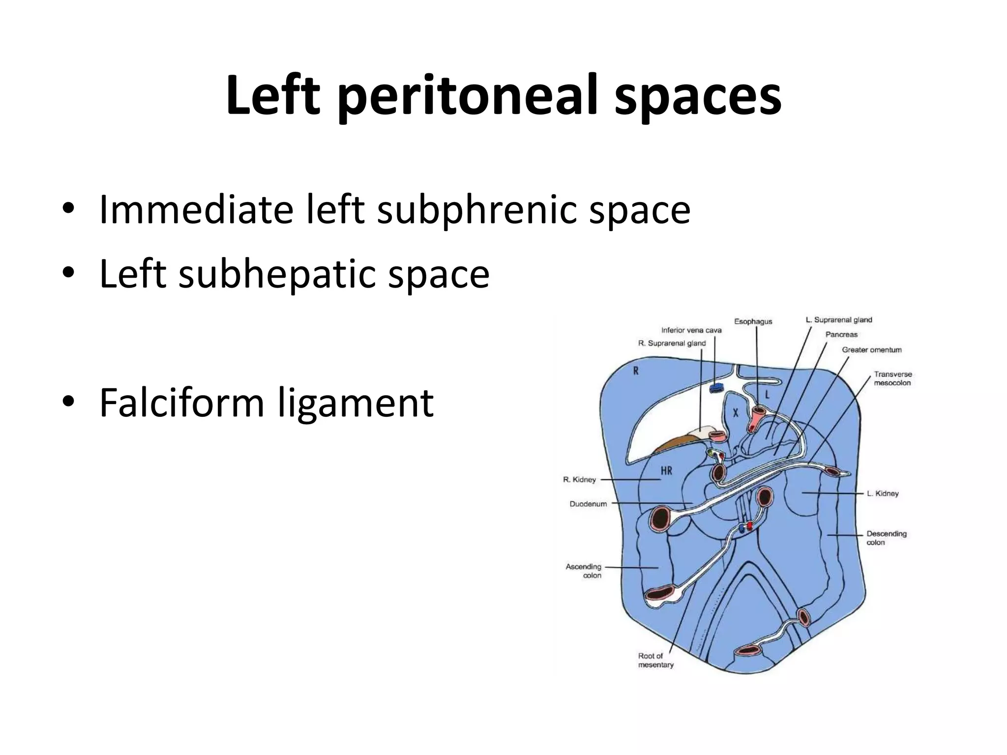 • Immediate left subphrenic space
• Left subhepatic space
• Falciform ligament
Left peritoneal spaces
 