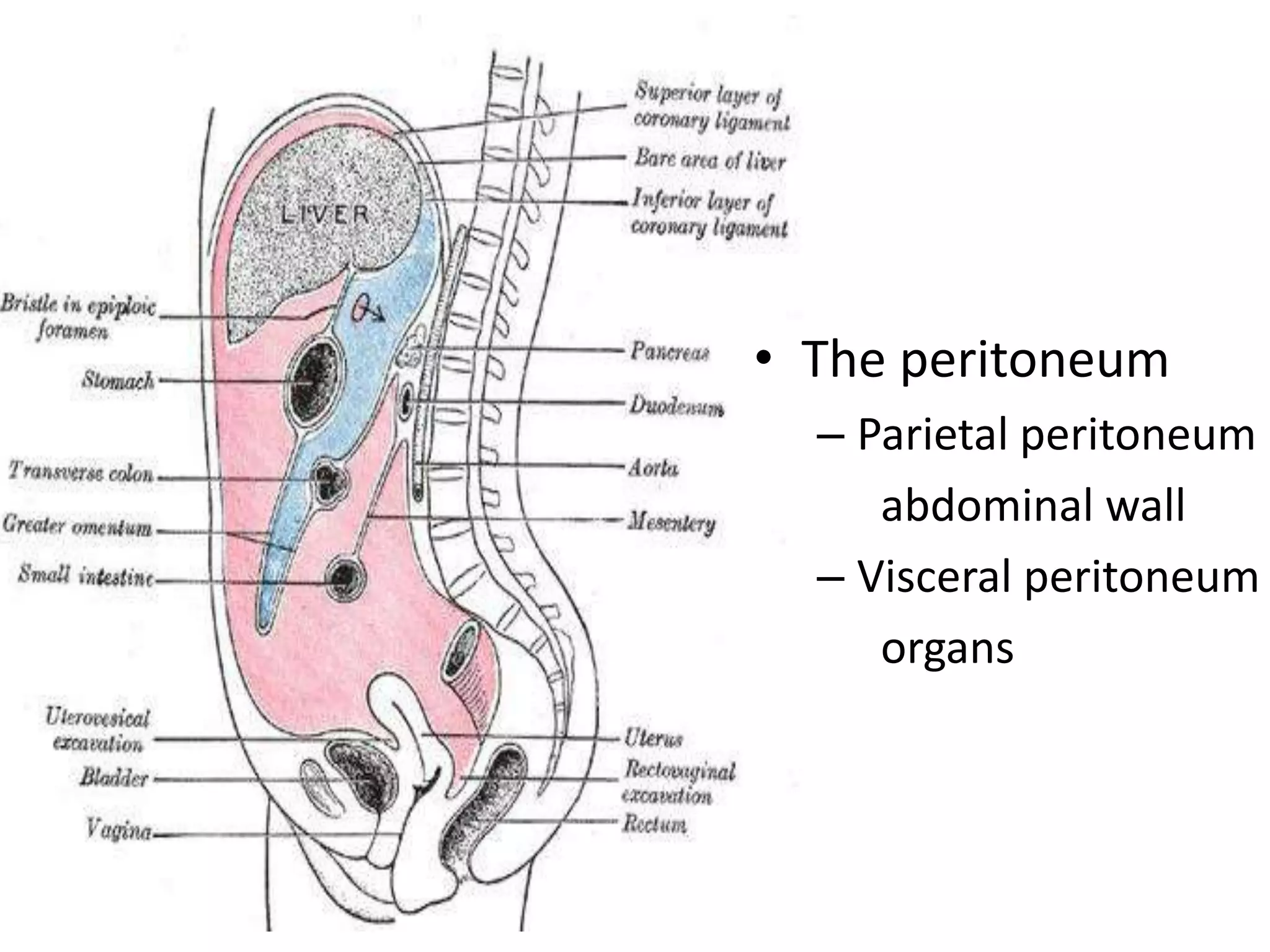 • The peritoneum
– Parietal peritoneum
abdominal wall
– Visceral peritoneum
organs
 