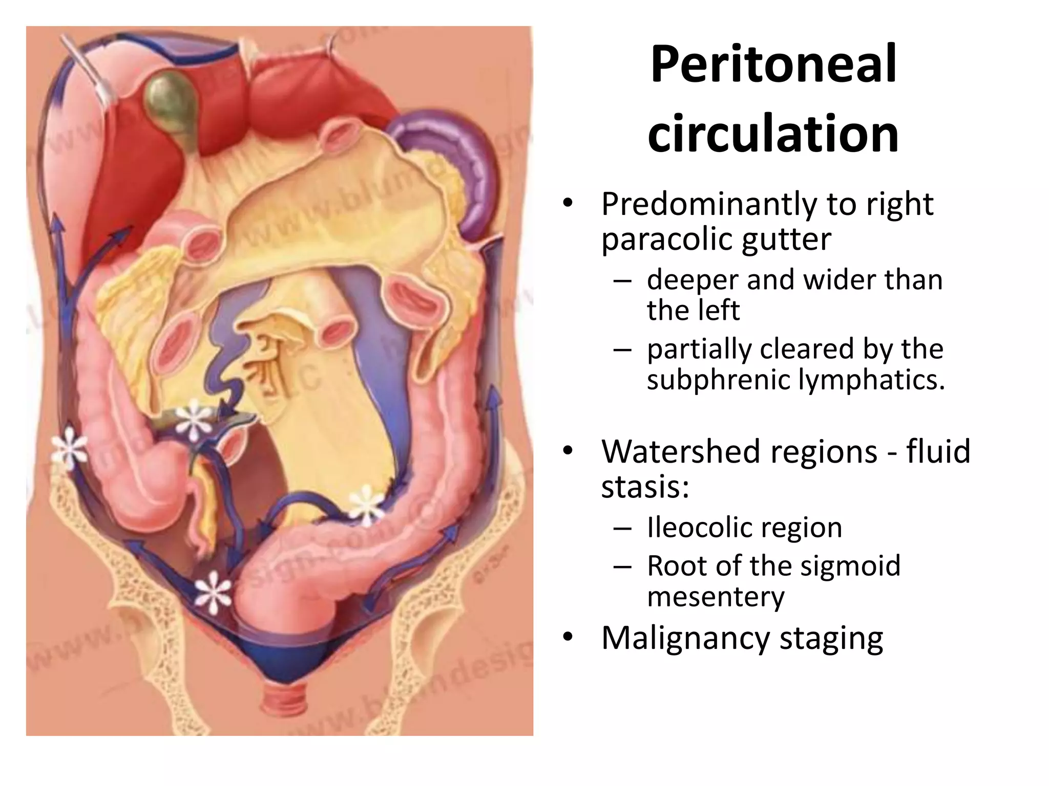 Peritoneal
circulation
• Predominantly to right
paracolic gutter
– deeper and wider than
the left
– partially cleared by the
subphrenic lymphatics.
• Watershed regions - fluid
stasis:
– Ileocolic region
– Root of the sigmoid
mesentery
• Malignancy staging
 