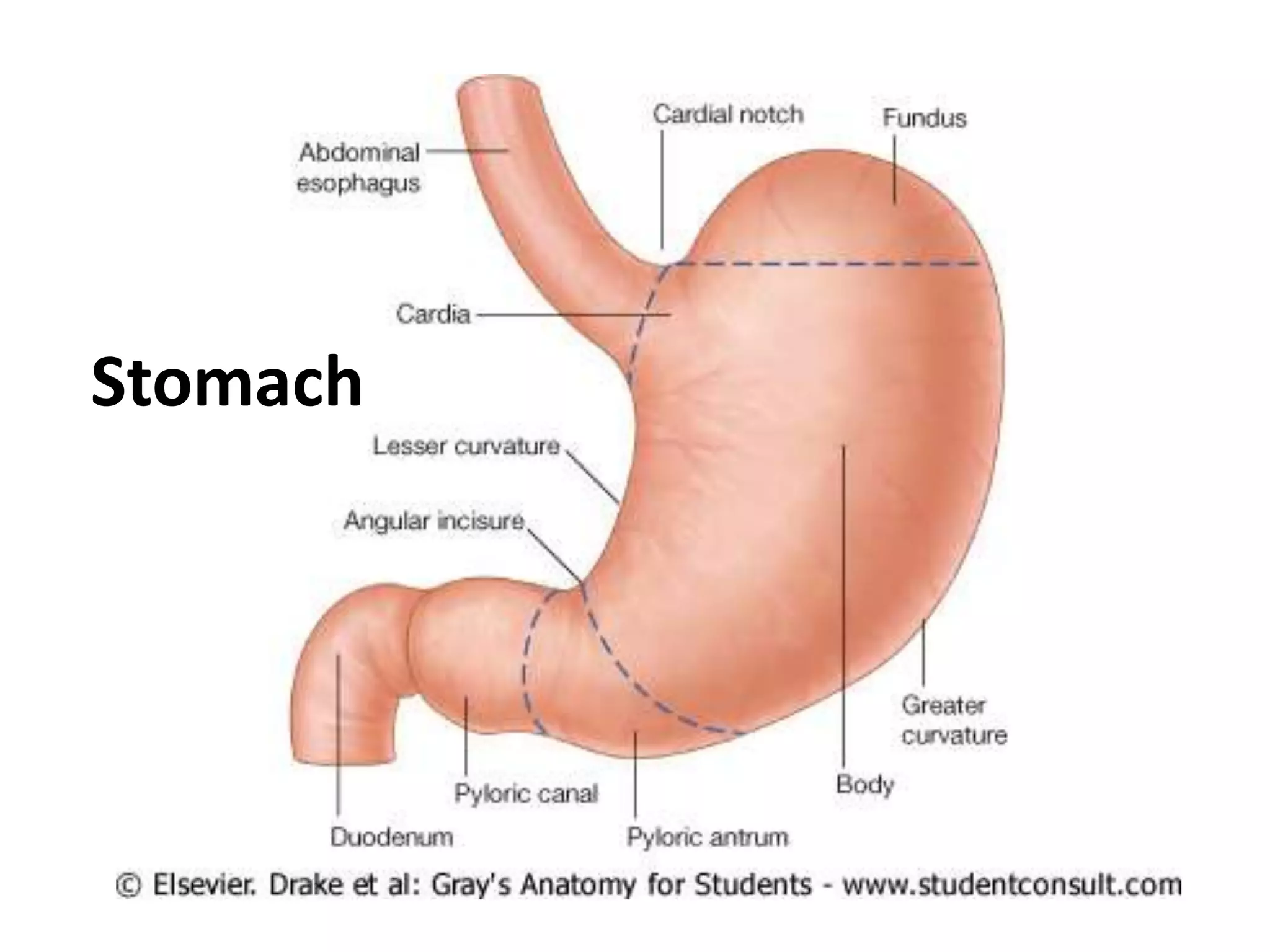 Stomach
 