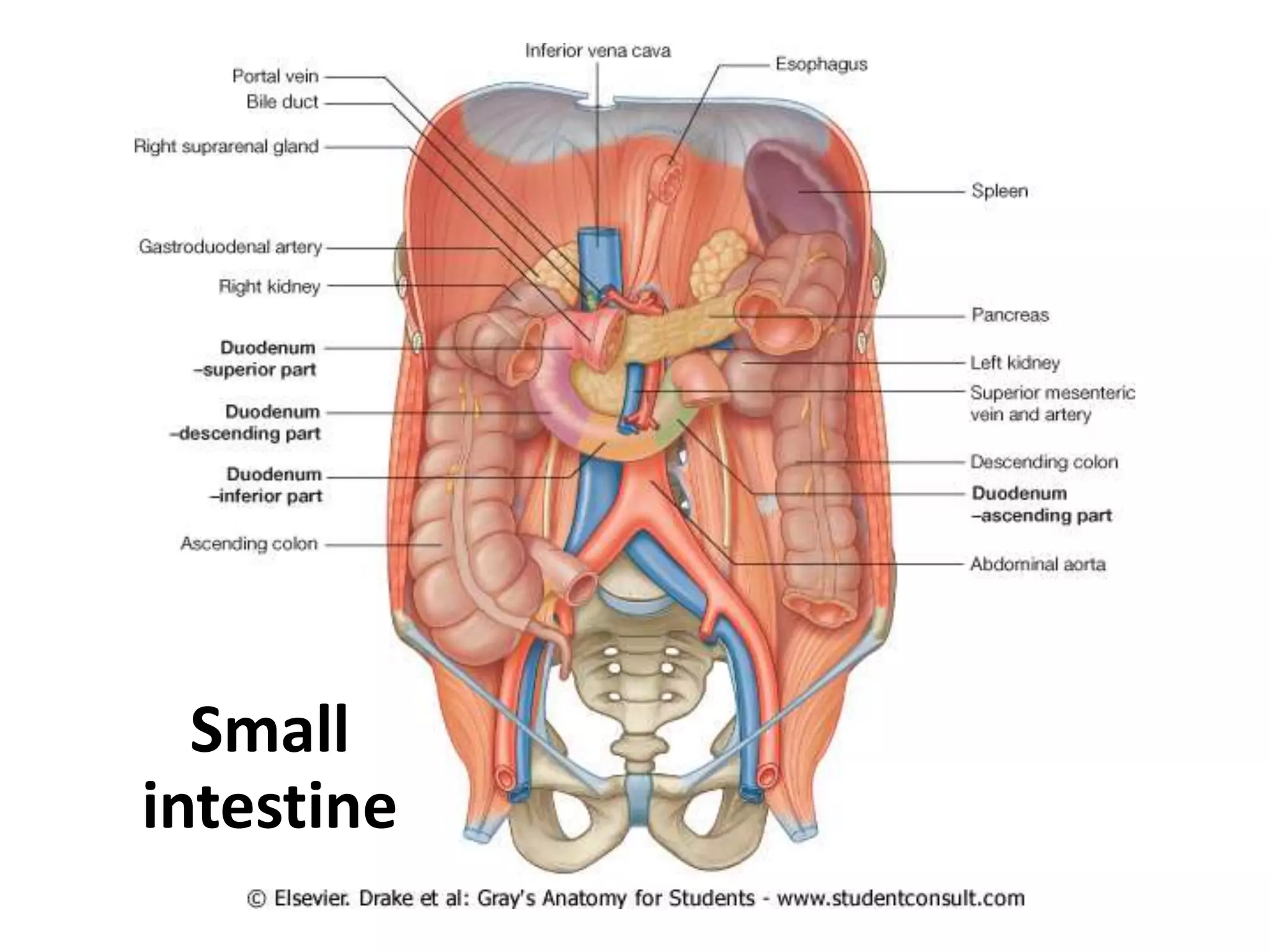 Small
intestine
 