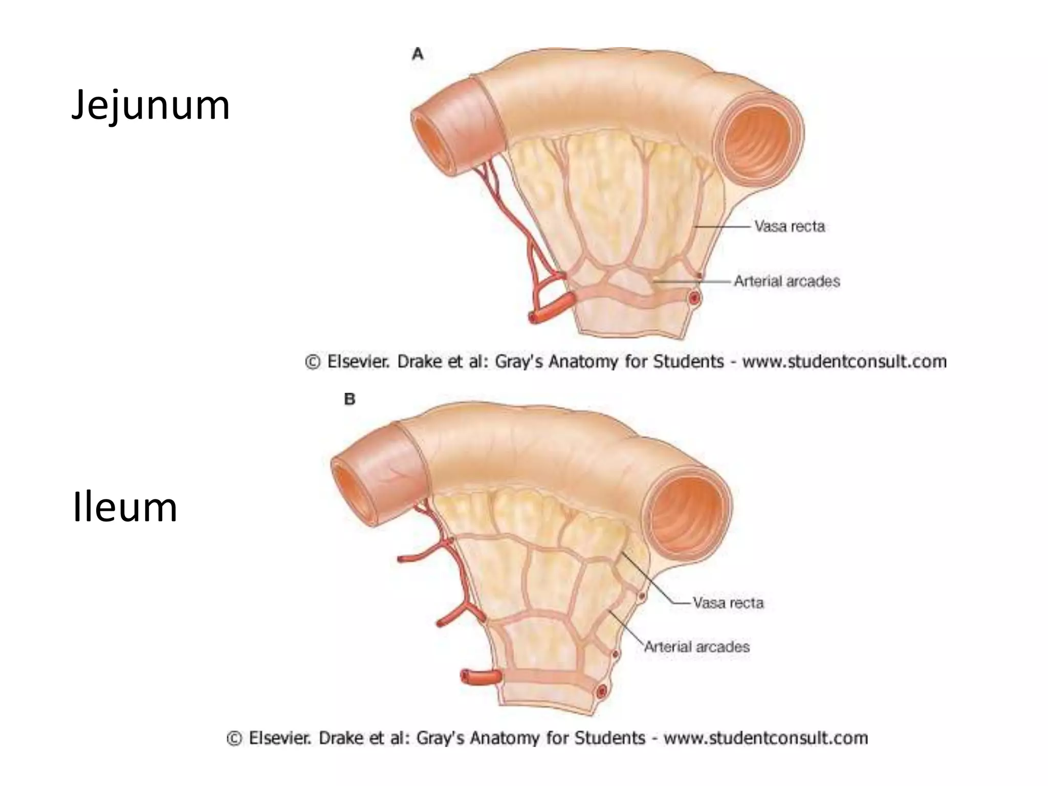 Jejunum
Ileum
 