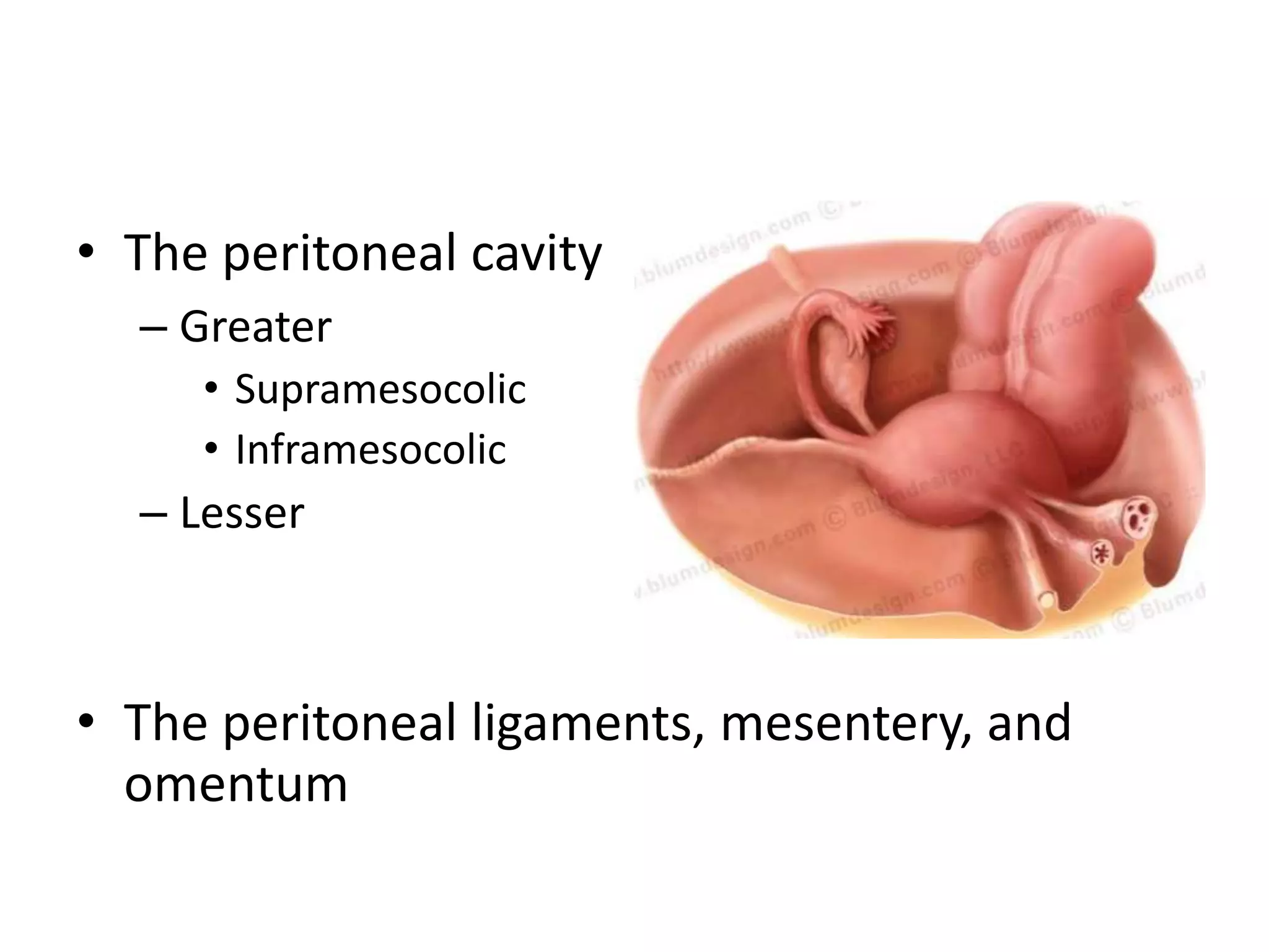 • The peritoneal cavity
– Greater
• Supramesocolic
• Inframesocolic
– Lesser
• The peritoneal ligaments, mesentery, and
omentum
 