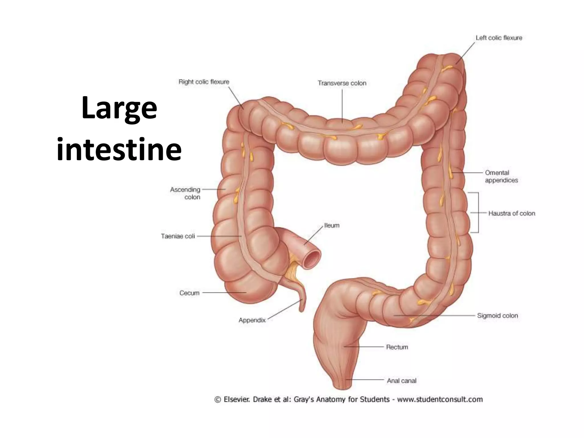 Large
intestine
 