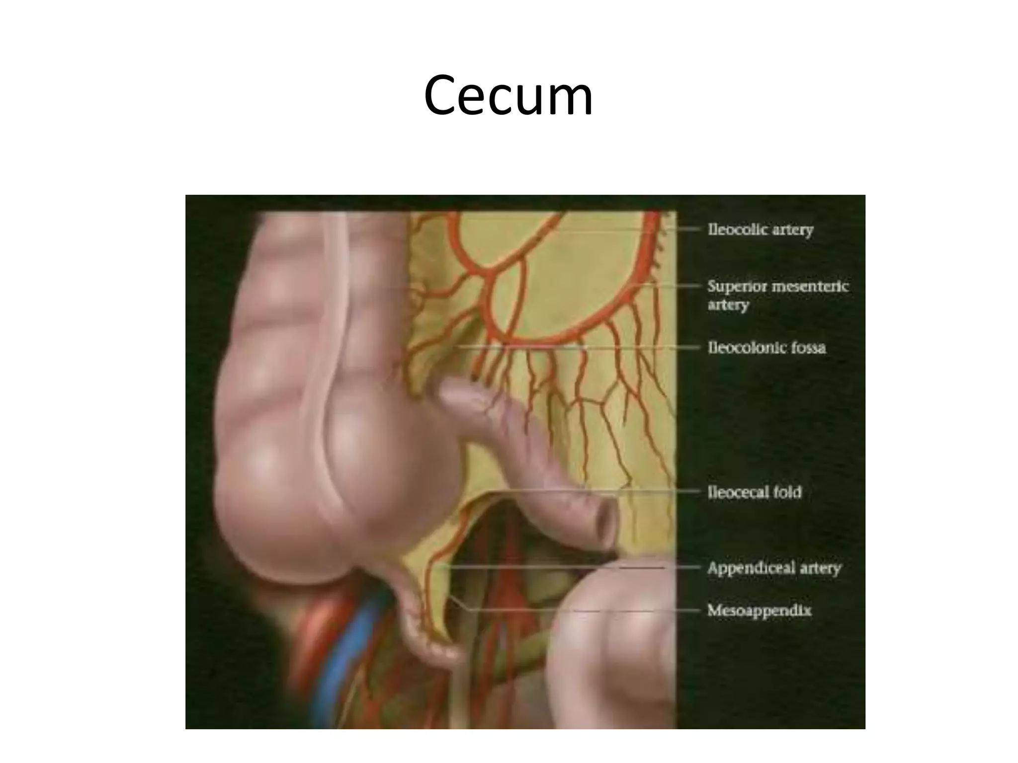 Cecum
 