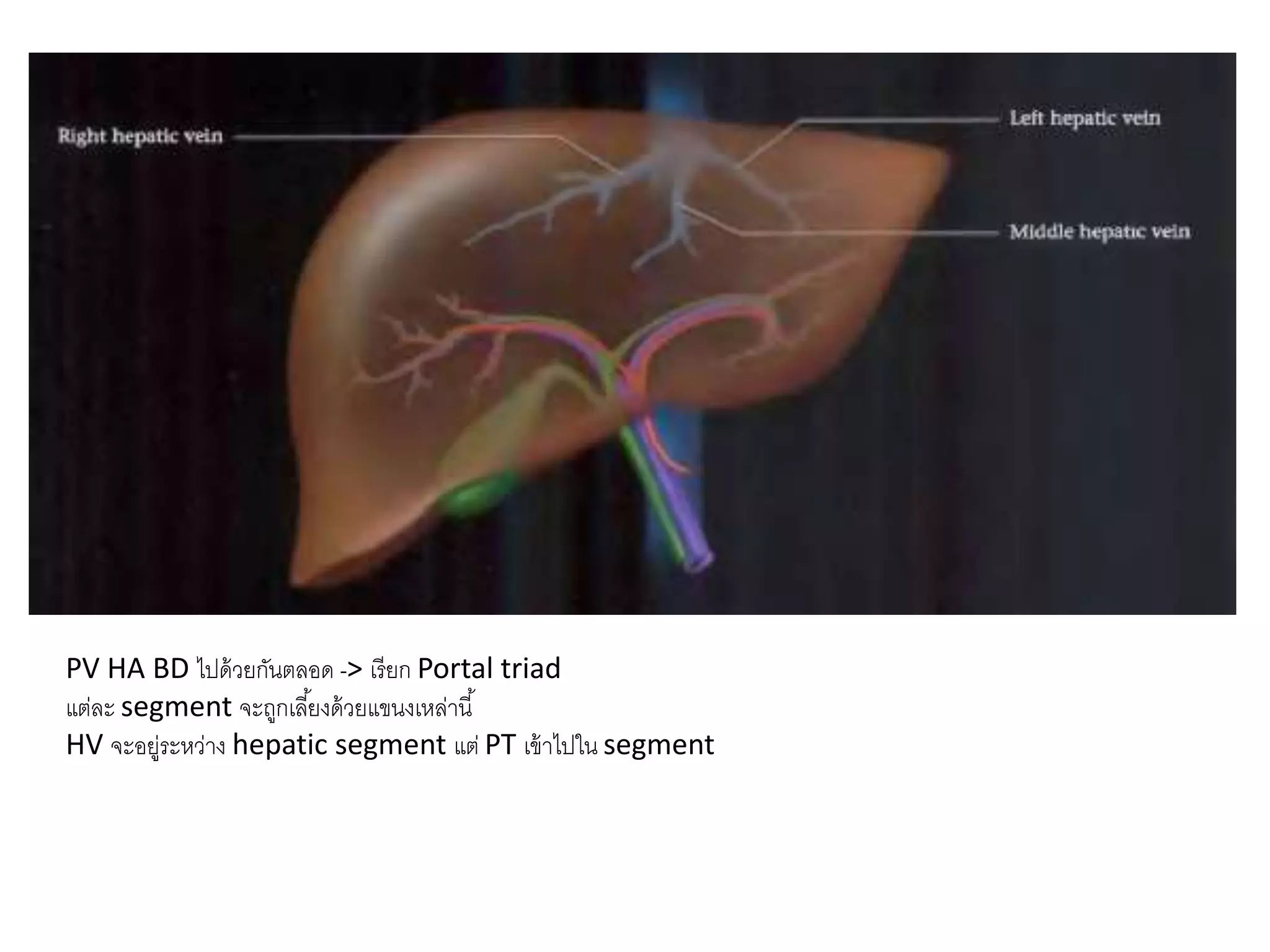 PV HA BD ไปด้วยกันตลอด -> เรียก Portal triad
แต่ละ segment จะถูกเลี้ยงด้วยแขนงเหล่านี้
HV จะอยู่ระหว่าง hepatic segment แต่ PT เข้าไปใน segment
 