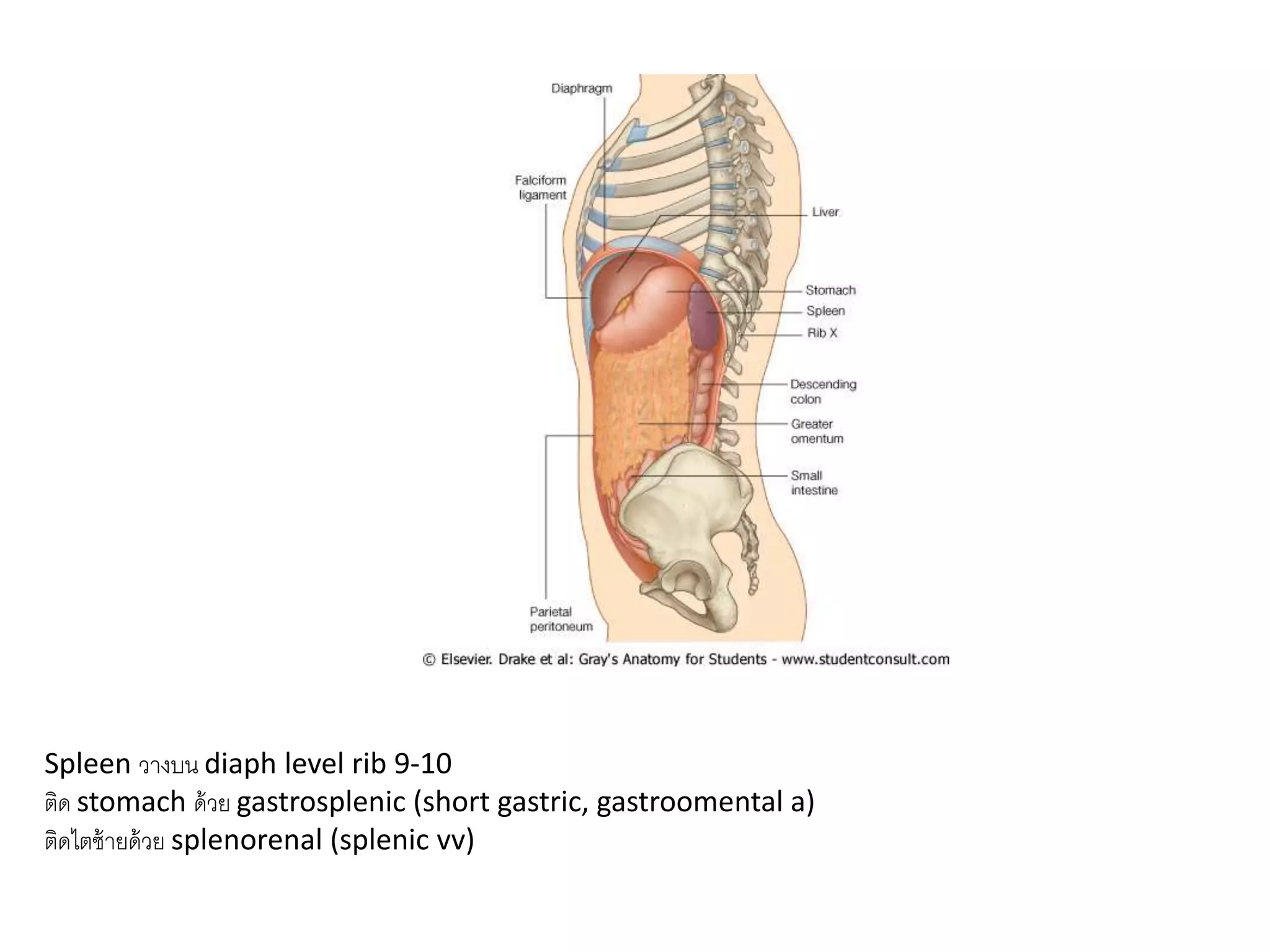 Spleen วางบน diaph level rib 9-10
ติด stomach ด้วย gastrosplenic (short gastric, gastroomental a)
ติดไตซ้ายด้วย splenorenal (splenic vv)
 
