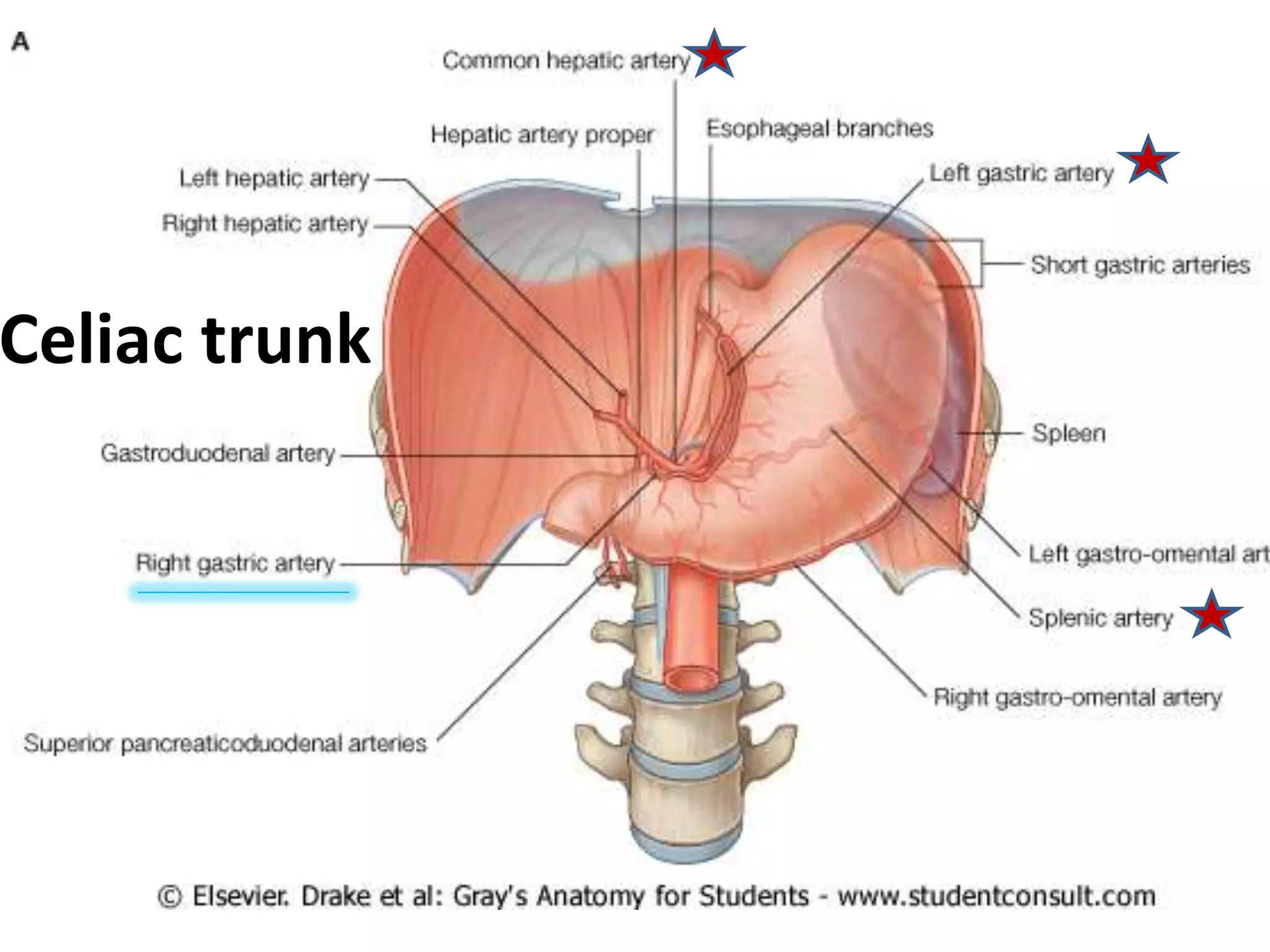 Celiac trunk
 