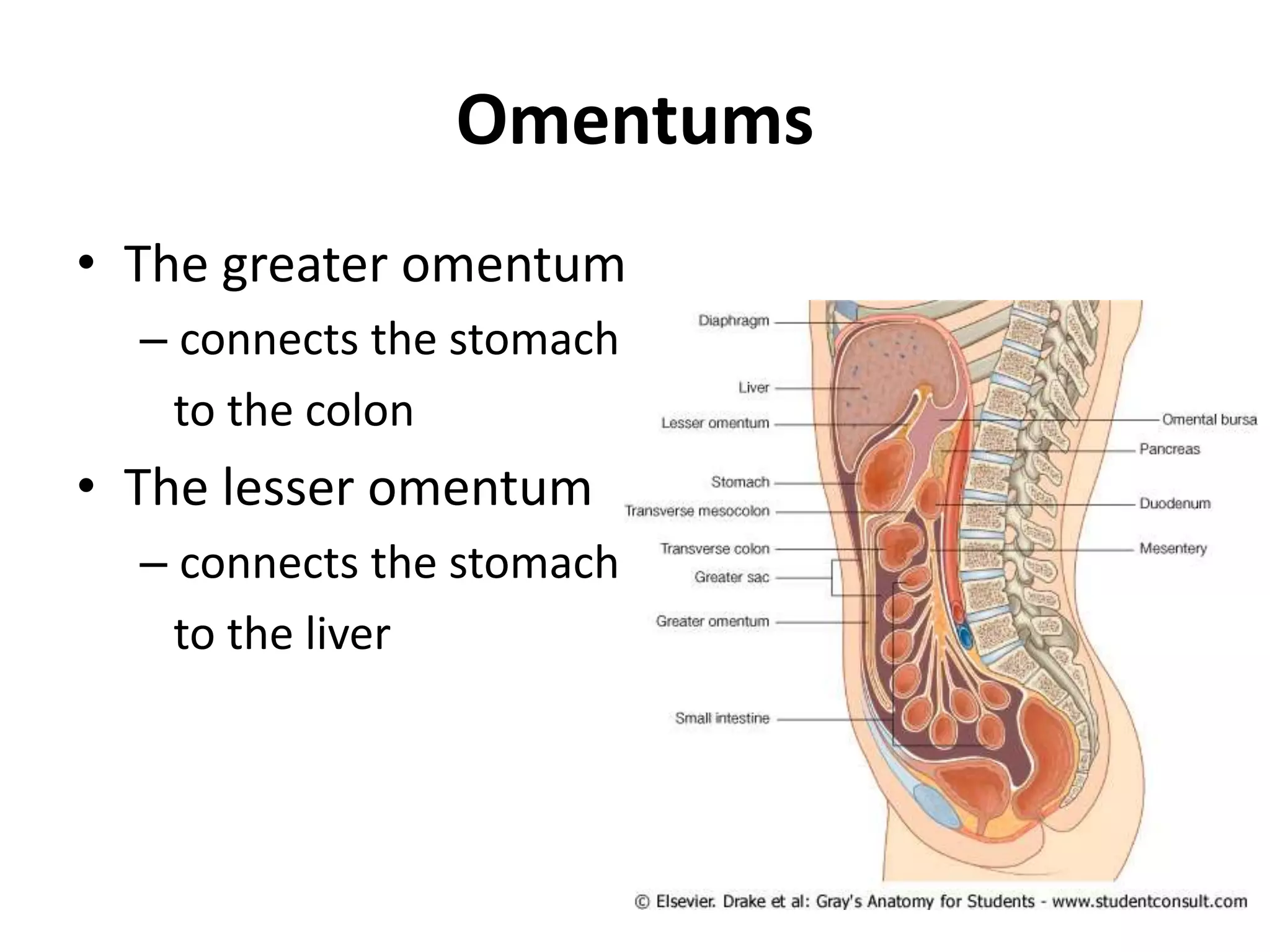 • The greater omentum
– connects the stomach
to the colon
• The lesser omentum
– connects the stomach
to the liver
Omentums
 