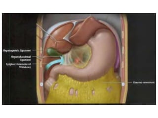 Intraperitoneal anatomy | PDF