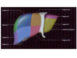 Intraperitoneal anatomy | PDF