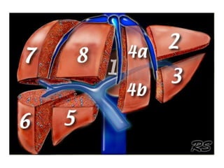 Intraperitoneal anatomy | PDF
