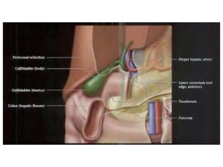 Intraperitoneal anatomy | PDF