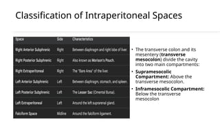 intraperitoneal spaces.pptx different spaces and importance of them in ...