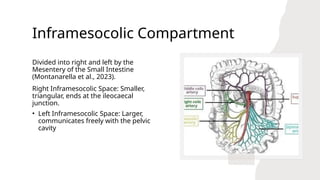 Intraperitoneal Space Rats intraperitoneal spaces.pptx different spaces and importance of them in ...