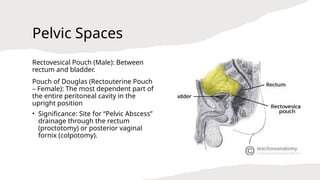 Intraperitoneal Space Rats intraperitoneal spaces.pptx different spaces and importance of them in ...