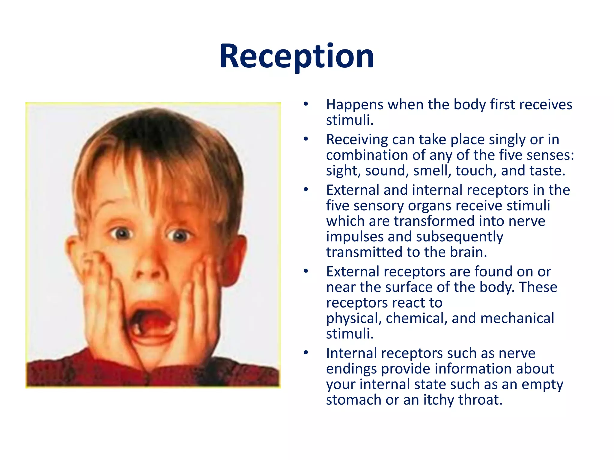 Reception
    •   Happens when the body first receives
        stimuli.
    •   Receiving can take place singly or in
        combination of any of the five senses:
        sight, sound, smell, touch, and taste.
    •   External and internal receptors in the
        five sensory organs receive stimuli
        which are transformed into nerve
        impulses and subsequently
        transmitted to the brain.
    •   External receptors are found on or
        near the surface of the body. These
        receptors react to
        physical, chemical, and mechanical
        stimuli.
    •   Internal receptors such as nerve
        endings provide information about
        your internal state such as an empty
        stomach or an itchy throat.
 