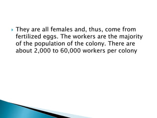 They are all females and, thus, come from
fertilized eggs. The workers are the majority
of the population of the colony. There are
about 2,000 to 60,000 workers per colony
 