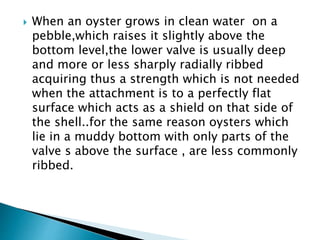  When an oyster grows in clean water on a
pebble,which raises it slightly above the
bottom level,the lower valve is usually deep
and more or less sharply radially ribbed
acquiring thus a strength which is not needed
when the attachment is to a perfectly flat
surface which acts as a shield on that side of
the shell..for the same reason oysters which
lie in a muddy bottom with only parts of the
valve s above the surface , are less commonly
ribbed.
 