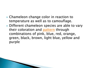  Chameleon change color in reaction to
temperature as well as to camouflage.
 Different chameleon species are able to vary
their coloration and pattern through
combinations of pink, blue, red, orange,
green, black, brown, light blue, yellow and
purple
 