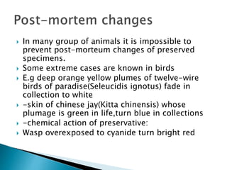  In many group of animals it is impossible to
prevent post-morteum changes of preserved
specimens.
 Some extreme cases are known in birds
 E.g deep orange yellow plumes of twelve-wire
birds of paradise(Seleucidis ignotus) fade in
collection to white
 -skin of chinese jay(Kitta chinensis) whose
plumage is green in life,turn blue in collections
 -chemical action of preservative:
 Wasp overexposed to cyanide turn bright red
 