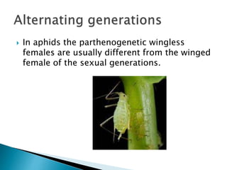 In aphids the parthenogenetic wingless
females are usually different from the winged
female of the sexual generations.
 