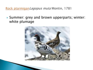  Summer: grey and brown upperparts; winter:
white plumage
 