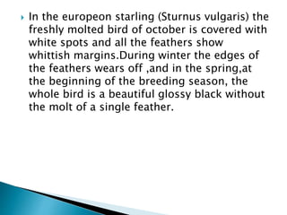  In the europeon starling (Sturnus vulgaris) the
freshly molted bird of october is covered with
white spots and all the feathers show
whittish margins.During winter the edges of
the feathers wears off ,and in the spring,at
the beginning of the breeding season, the
whole bird is a beautiful glossy black without
the molt of a single feather.
 