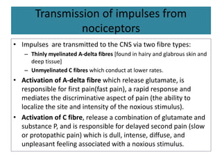 Transmission of impulses from
nociceptors
• Impulses are transmitted to the CNS via two fibre types:
– Thinly myelinated A-delta fibres [found in hairy and glabrous skin and
deep tissue]
– Unmyelinated C fibres which conduct at lower rates.
• Activation of A-delta fibre which release glutamate, is
responsible for first pain(fast pain), a rapid response and
mediates the discriminative aspect of pain (the ability to
localize the site and intensity of the noxious stimulus).
• Activation of C fibre, release a combination of glutamate and
substance P, and is responsible for delayed second pain (slow
or protopathic pain) which is dull, intense, diffuse, and
unpleasant feeling associated with a noxious stimulus.
 