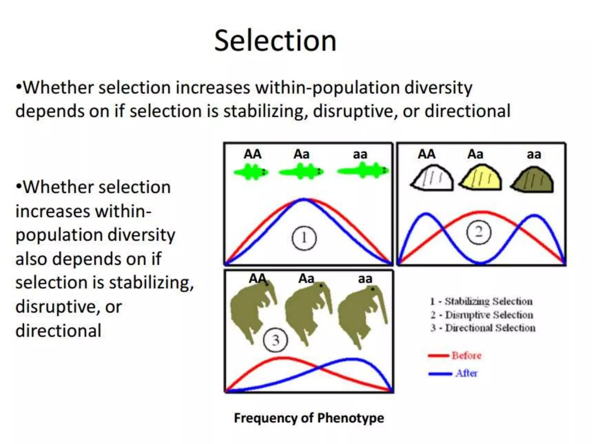 Intraspecific variation