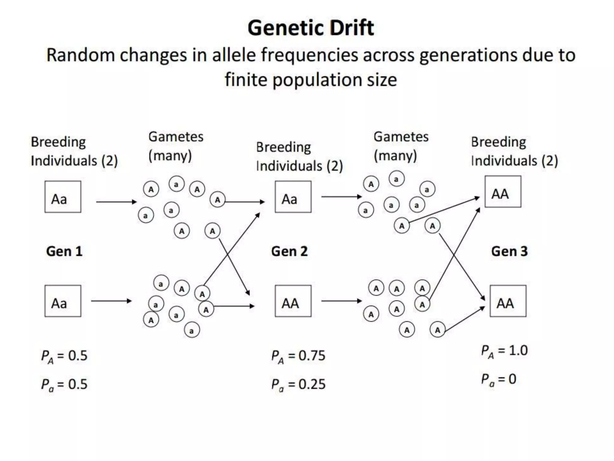 Intraspecific variation