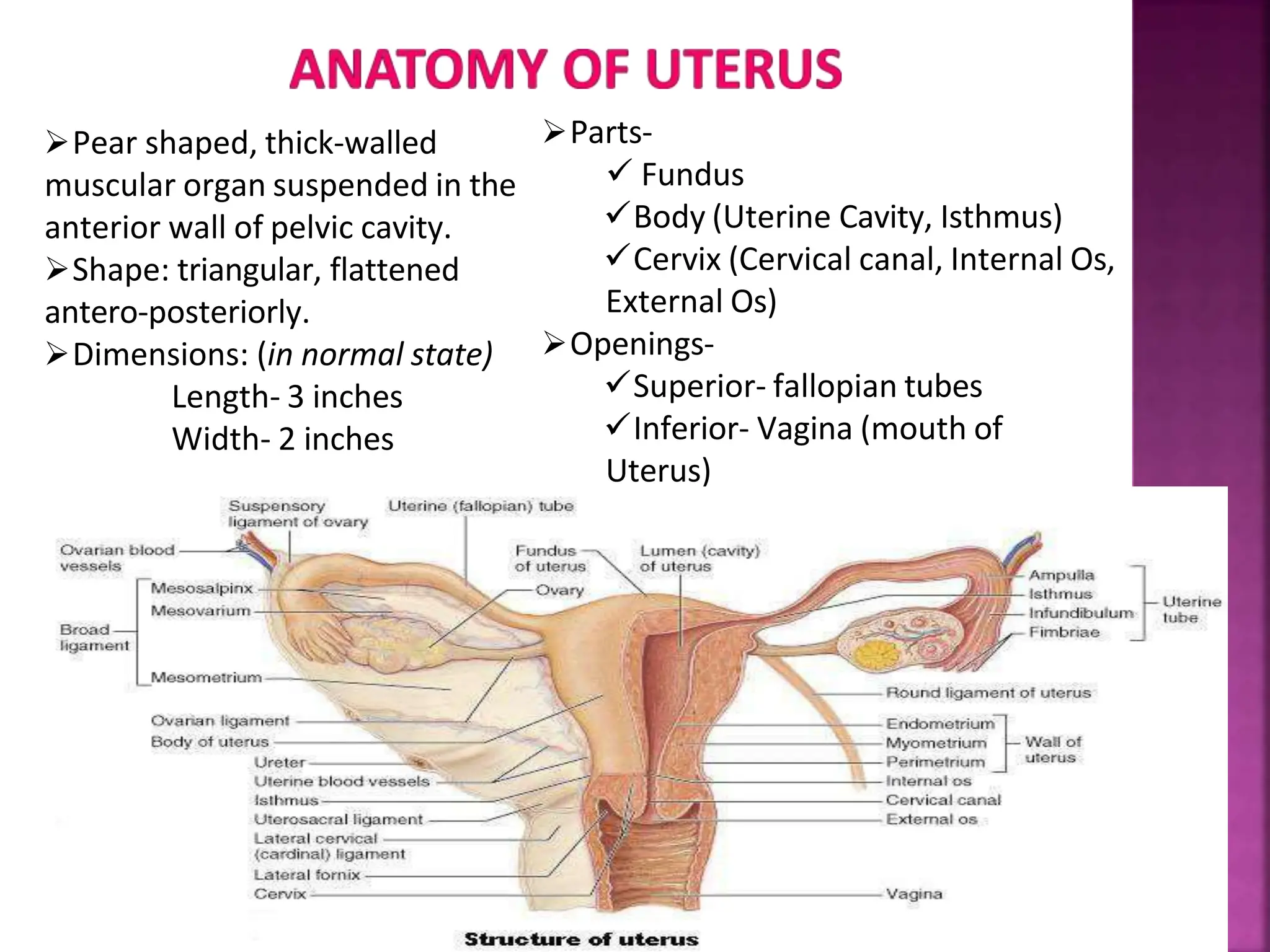 Pear shaped, thick-walled
muscular organ suspended in the
anterior wall of pelvic cavity.
Shape: triangular, flattened
antero-posteriorly.
Dimensions: (in normal state)
Length- 3 inches
Width- 2 inches
Parts-
 Fundus
Body (Uterine Cavity, Isthmus)
Cervix (Cervical canal, Internal Os,
External Os)
Openings-
Superior- fallopian tubes
Inferior- Vagina (mouth of
Uterus)
 