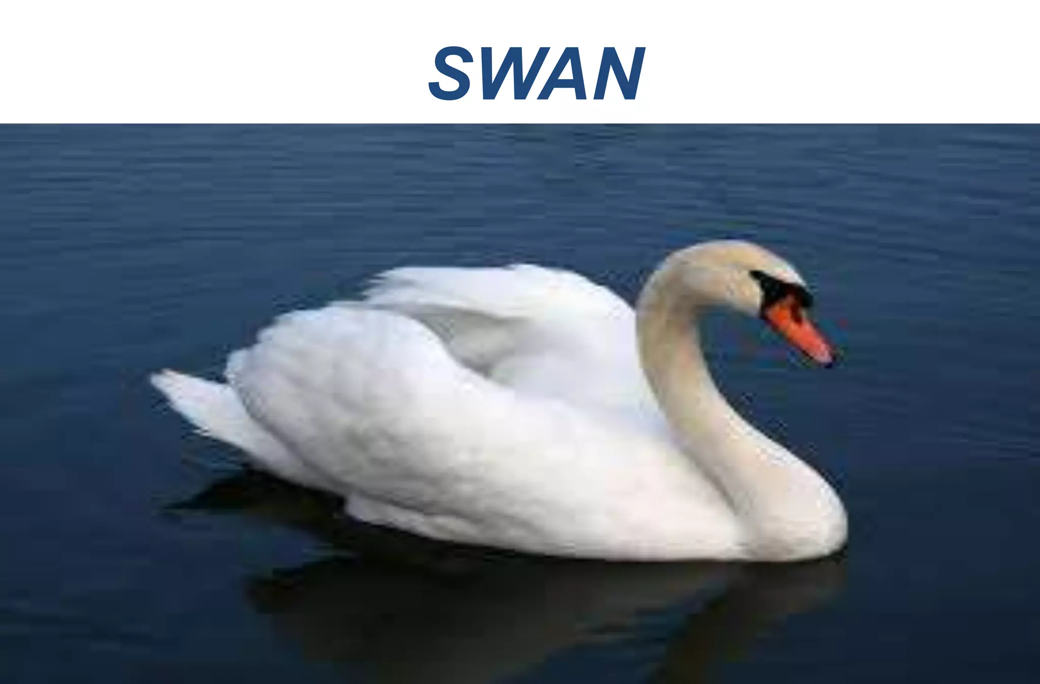 SWAN
 