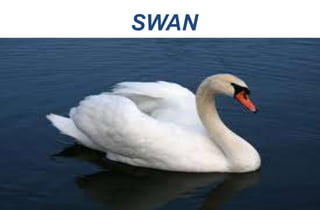 SWAN
 