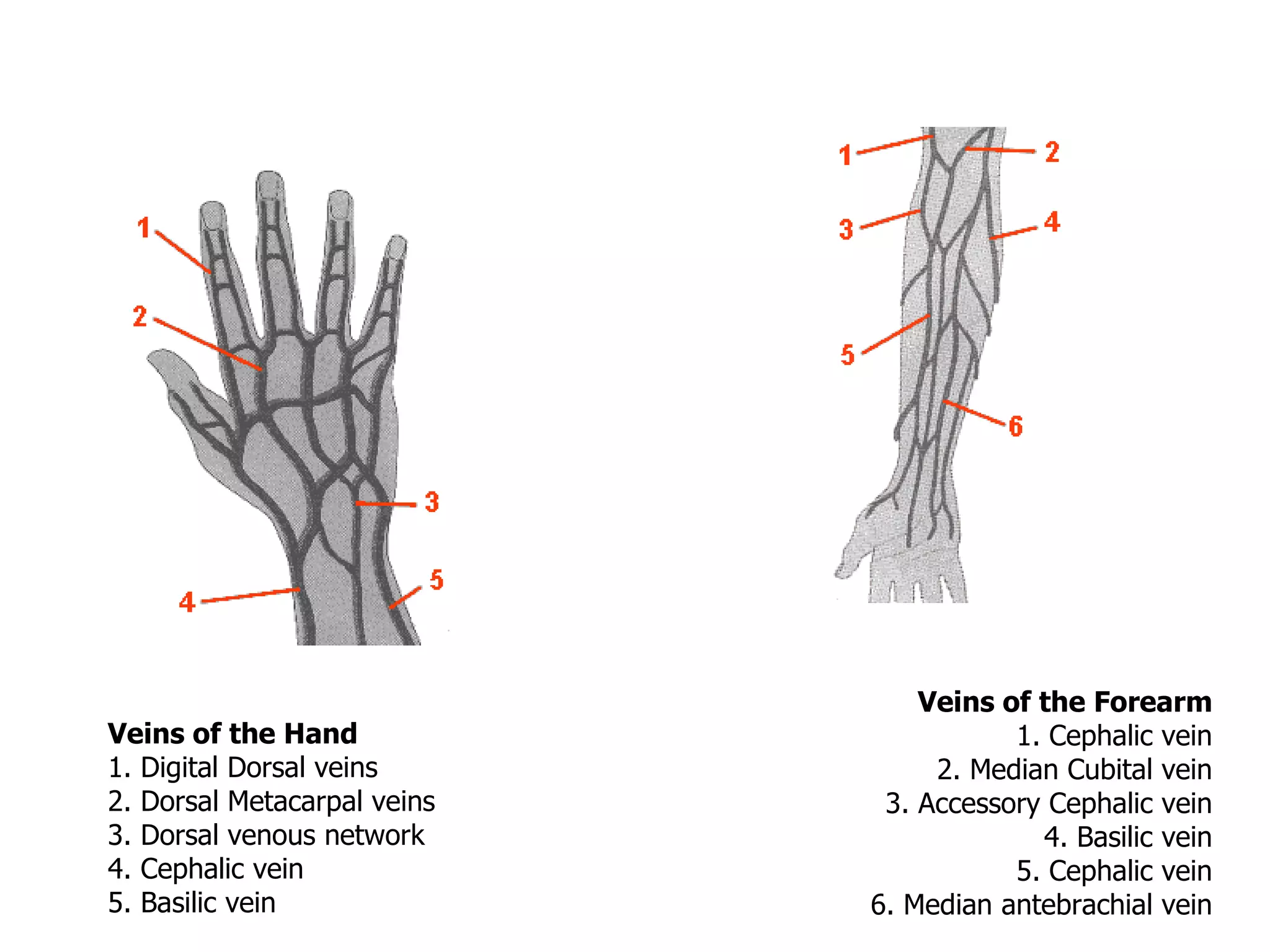Veins of the Hand 1. Digital Dorsal veins 2. Dorsal Metacarpal veins 3. Dorsal venous network 4. Cephalic vein 5. Basilic vein Veins of the Forearm 1. Cephalic vein 2. Median Cubital vein 3. Accessory Cephalic vein 4. Basilic vein 5. Cephalic vein 6. Median antebrachial vein 