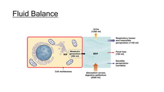 Fluid Balance
 