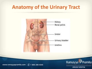 Anatomy of the Urinary Tract
 