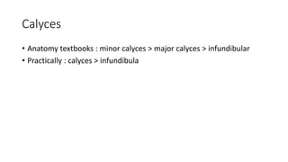Calyces
• Anatomy textbooks : minor calyces > major calyces > infundibular
• Practically : calyces > infundibula
 