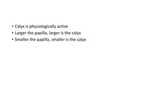 • Calyx is physiologically active
• Larger the papilla, larger is the calyx
• Smaller the papilla, smaller is the calyx
 